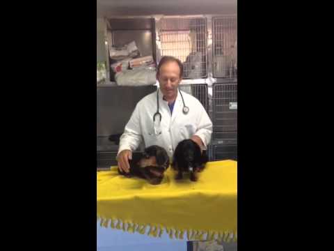 Dr Belman Discusses Dachsund Dental Cases