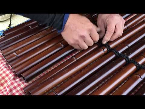 ビセット竹 植物