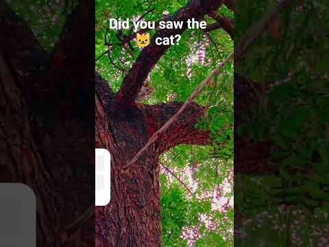 #@did you saw the cat in the 🌲 tree #@varshika__suhas 🐱🐱