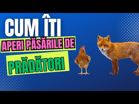 Cum iti protejezi pasarile din curte de pradatori