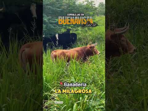 🎥🐂 Iniciamos las grabaciones rumbo a las Fiestas en Corraleja de Buenavista, Sucre 202