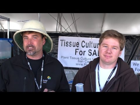 Plant Tissue Culturing at Home: DIY Genetic Horticulture