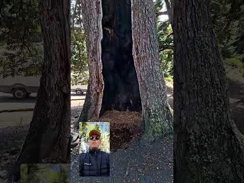 Imperdibles de Villa Pehuenia, Neuquén - Península de Los Cohiues