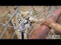Power Of A Tiger Whatsapp Status