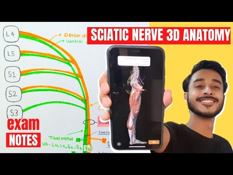 Sciatic Nerve Anatomy 3D | sciatic nerve course anatomy | sciatic nerve branches