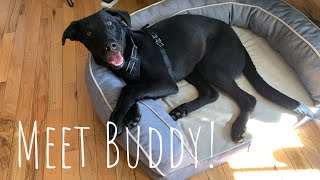 Meet our new black lab mix...
