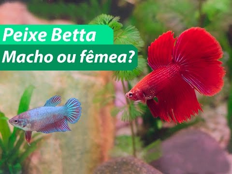 download lagu mp3 mp4 Beta Ou, download lagu Beta Ou gratis, unduh video klip Beta Ou