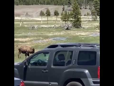 ein Bär mit Bärenhunger
