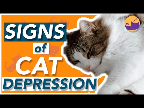 How to Tell If a Cat Has Depression - TOP SIGNS