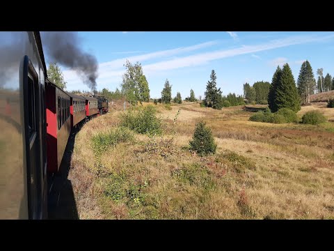 Mit Volldampf durch den Harz. 99 7243 gab alles. Hier zwischen Benneckenstein und Sorge. 30.09.2025