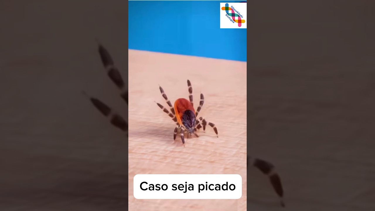 Como retirar um carrapato? #biologia #shorts #short #dicas #shortvideo #shortsvideo #curiosidades