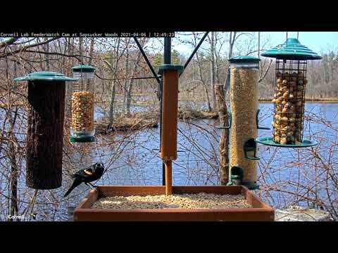 Sunny Afternoon Brings Diverse Visitors To Cornell Feeders – April 6, 2021