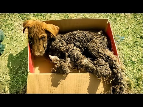 Puppy rescued from tar