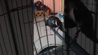 Download lagu Lapar Brutal anakan burung srigunting hitam #birds #masteranjernih #burung #kicaumania #terapiburung mp3