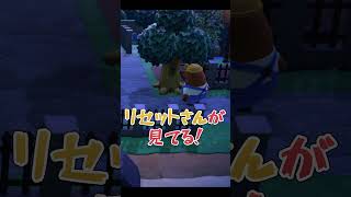 虫捕りの前に立ちはだかる壁たち【あつ森】
