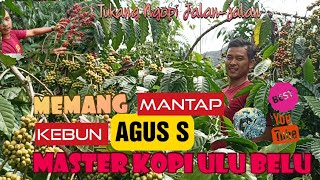 Download lagu MANTAP KEBUN AGUS S MASTER KOPI ULU BELU mp3