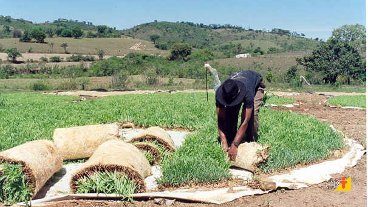 Curso a Distância Cultivo de Milho Hidropônico - Para Alimentação Animal CPT