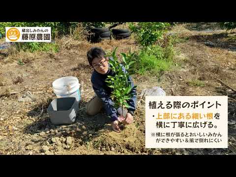 ハシバミの木はいつ植えるのですか？どうやって ？そして、植えた後はどうすればいいのでしょうか？  庭園