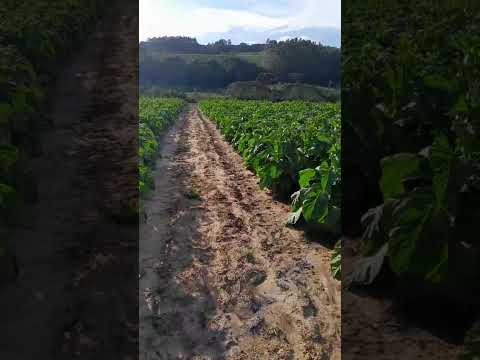 são João do triunfo pr