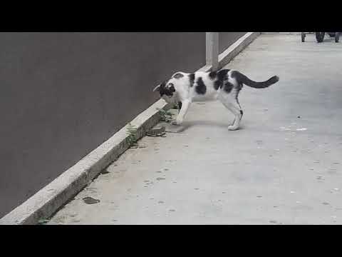 CAT FIGHTING BABY MONITOR LIZARD