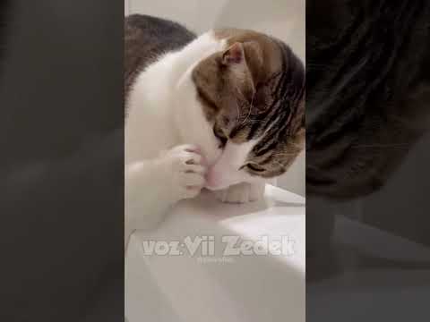 Bichinhos que nos entendem -gatos e água