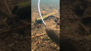 Download lagu ✅😲trik jitu mancing betok /papuyu #vidioshort #tertangkapkamera #mancing #fishing #mancingmania mp3