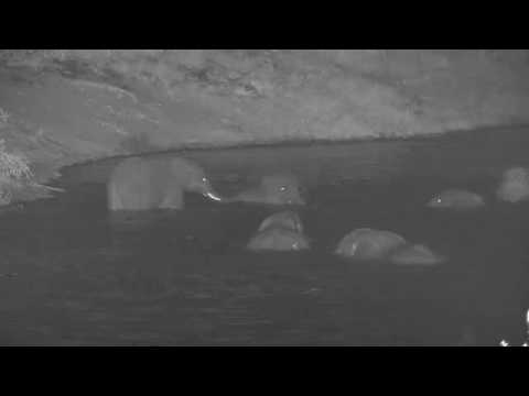 Djuma: Elephants come for night time swim - 21:26 - 01/28/2020