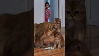 No le pegues al gatito 🥺😱😂 #funny #comedy #cachorrosdivertidos #gatogracioso #pets #humor