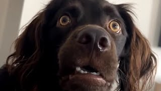 Confused Dog Meme Original Video #confused #confuseddog