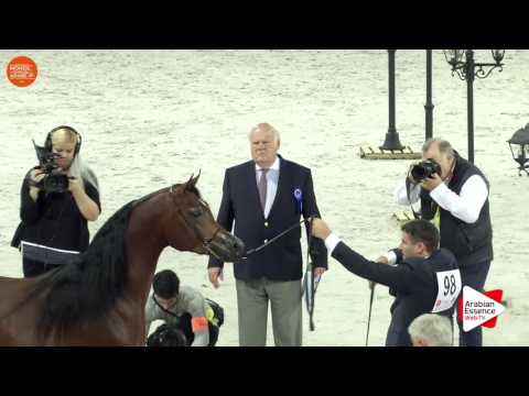 1ST - N.98 GALLARDO J - Paris 2016 - Colts 2-3 years old (Class CM5 B)