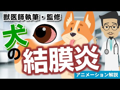 犬の結膜炎 – 認識し、治療し、予防します。