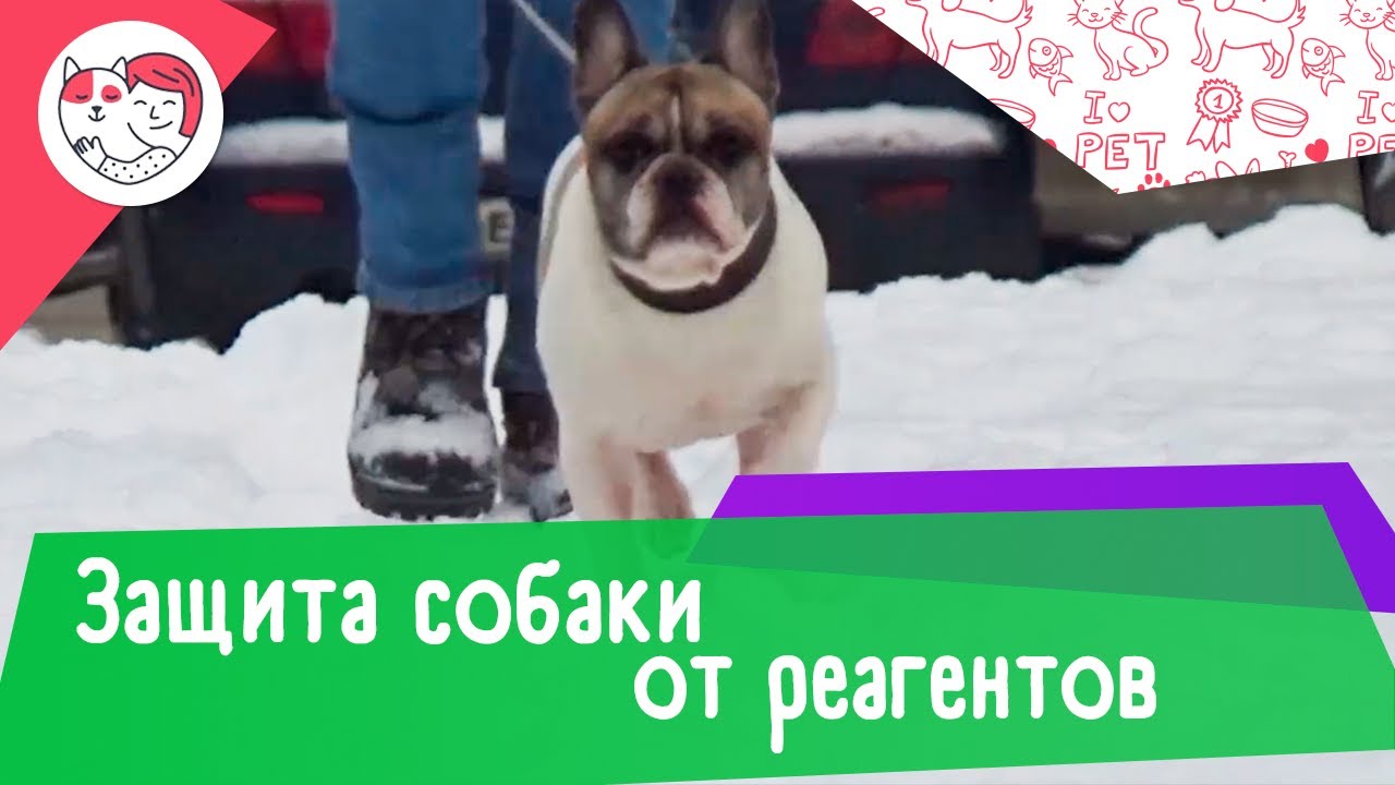 4 способа защитить лапы собаки от реагентов