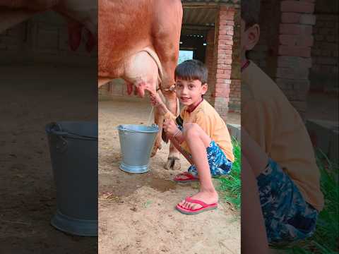 choti choti gaiya yt yt bf gf yt hg#tractor #cow #anaya