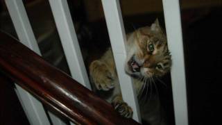 Bouncing Souls, Midnight Mile, Cover by The Foxhalls