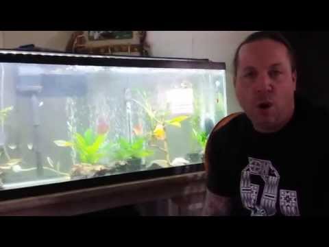 RODI water in a discus tank - Pros and cons