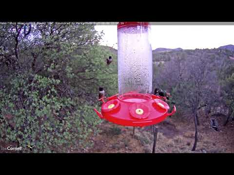 Brilliant Male Rivoli's Hummingbird Visits West Texas Feeders – June 9, 2021