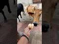 I Love Biscuit Khilao Cow Animals Food Trending Funny Cuteanimal Cute Cutebaby