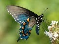 The Beautiful Butterfly   