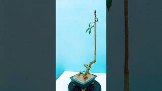 Download lagu Create a mini bonsai tree. #bonsai #bonsaitree #tree #winatabonsai mp3