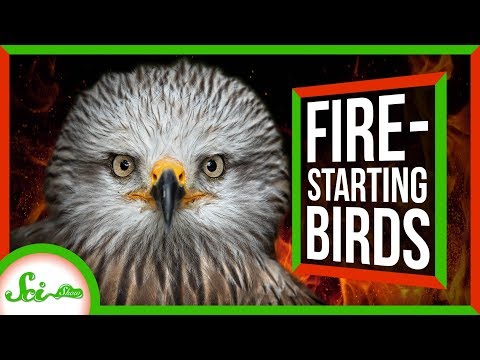 ファイヤーホークス自然の放火魔 (Firehawks: Nature's Arsonists)