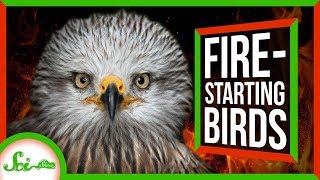 Firehawks: Nature's Arsonists