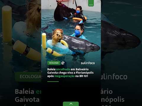 Baleia encalhada em Balneário Gaivota chega viva a Florianópolis após megaoperação na BR 101 2