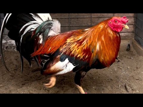 Sweater Cowan Grey Kelso - Naves Farm Beautiful Birds California 🇺🇸🇲🇽👍