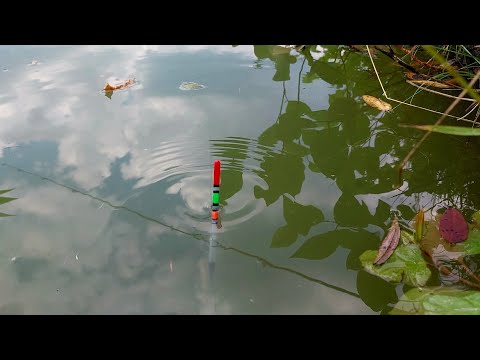 Pescuit la PLUTĂ clasic cu Viermi in Balta din Grădină 🎣