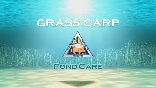 Pond Care 107: Grass Carp