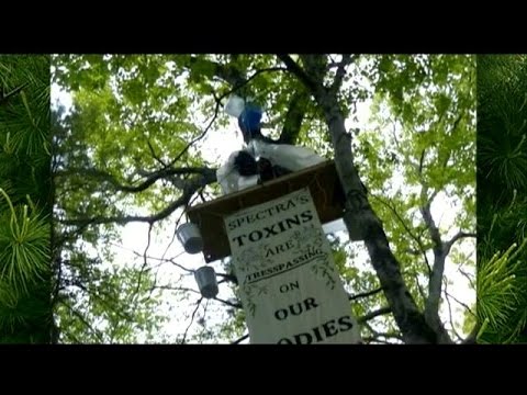 Woman climbs tree in protest