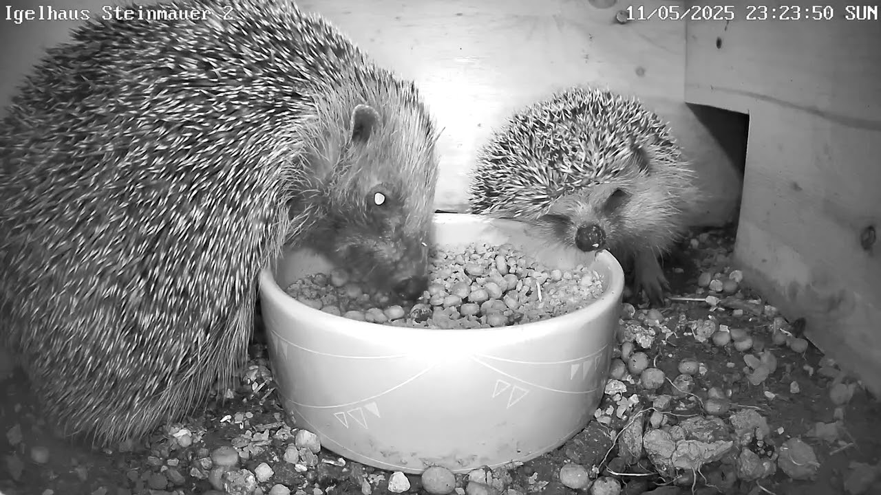 Igel wird beim Fressen gestört und "schmollt"?