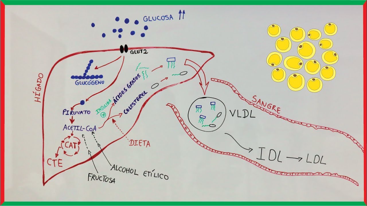 ¿Por qué los carbohidratos hacen engordar? | Fundamento bioquímico