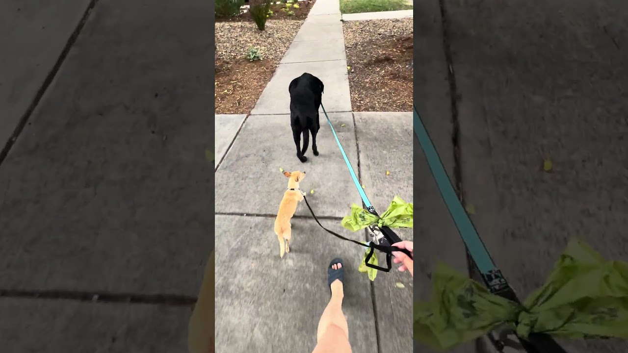 Enlarge Zoe, a ADOPTABLE mixed breed in Fort Collins, CO video 6/6