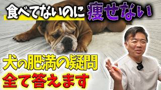 【犬の肥満】食べていないのに痩せない！？効果的なダイエット方法を教えます！
